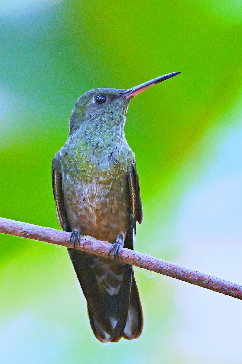 Scaly-breasted Hummingbird - ML617538769