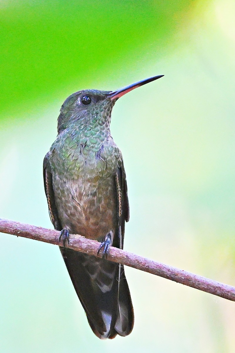 Scaly-breasted Hummingbird - ML617538772