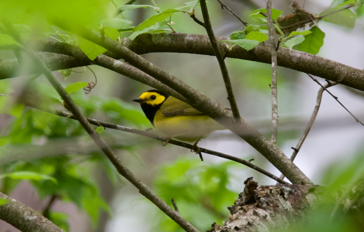 Hooded Warbler - ML617538773