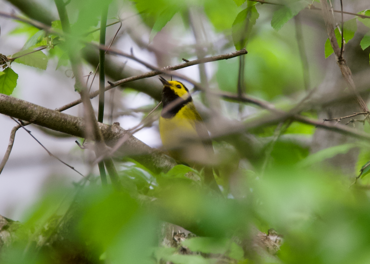 Hooded Warbler - ML617538774