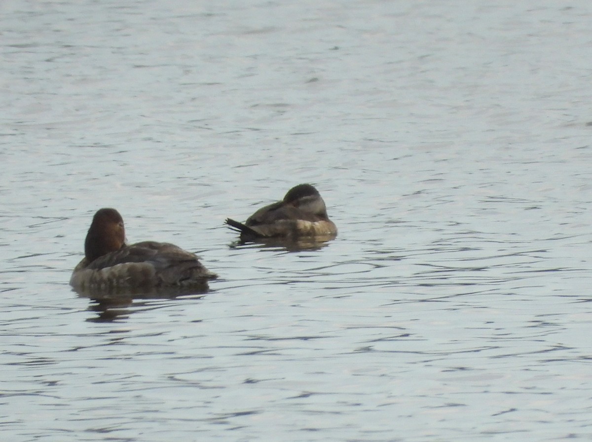 Ruddy Duck - ML617538778