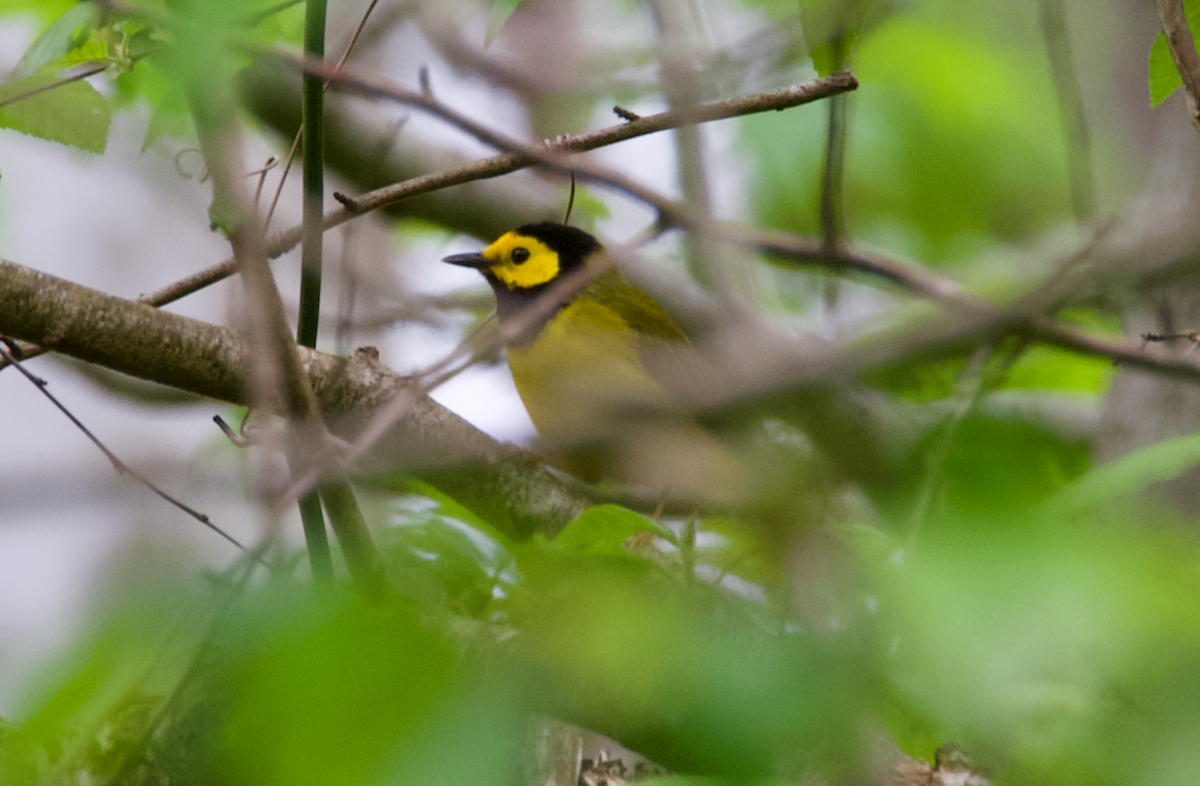 Hooded Warbler - ML617538784