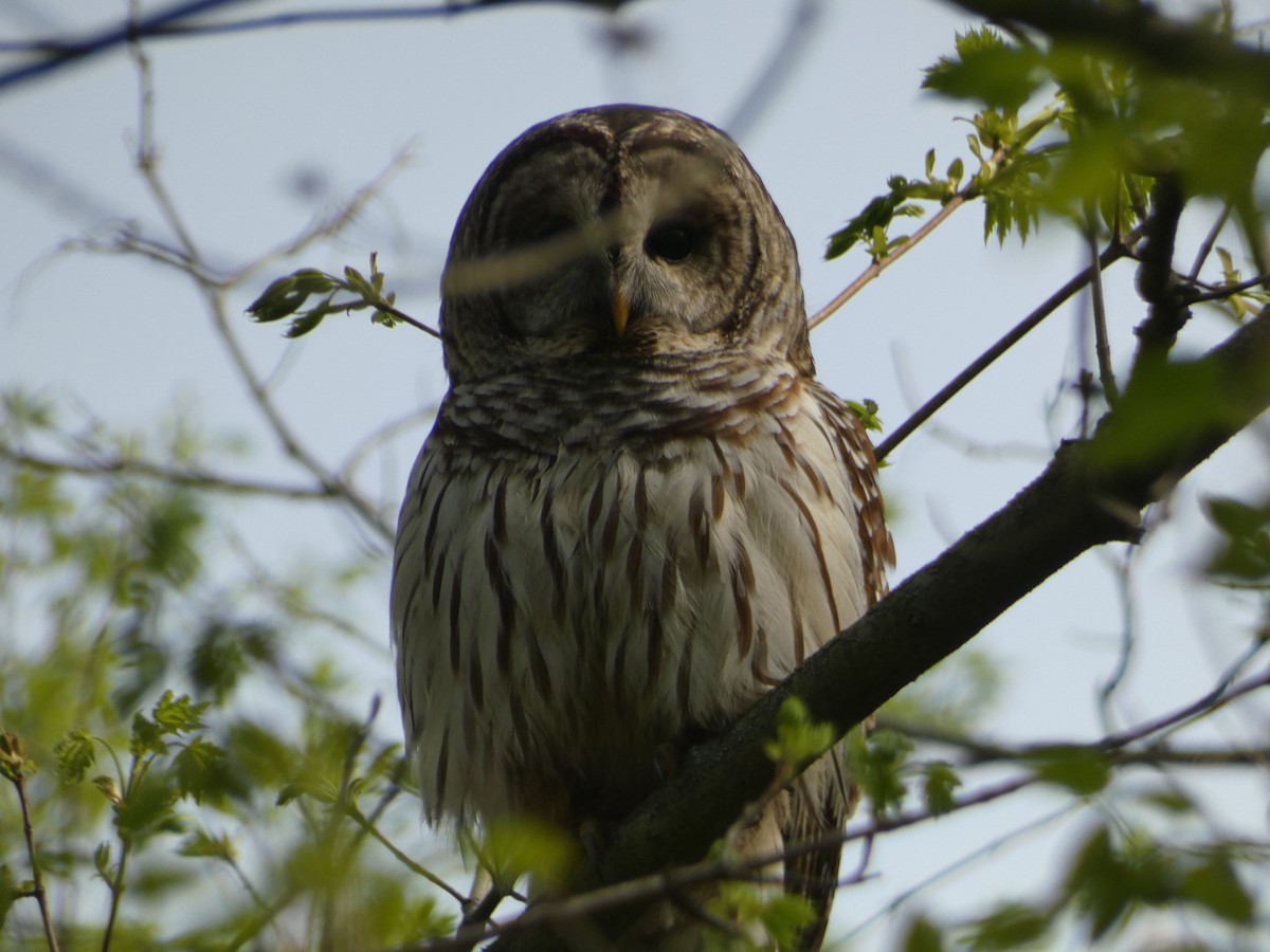 Barred Owl - ML617538796