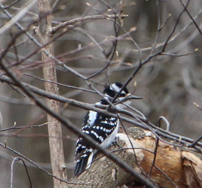 Downy Woodpecker - ML617538814