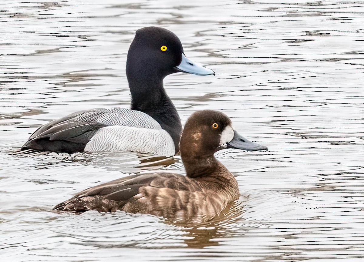 Lesser Scaup - ML617538922