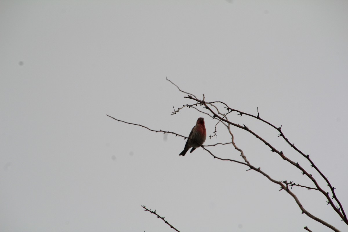 House Finch - ML617538931