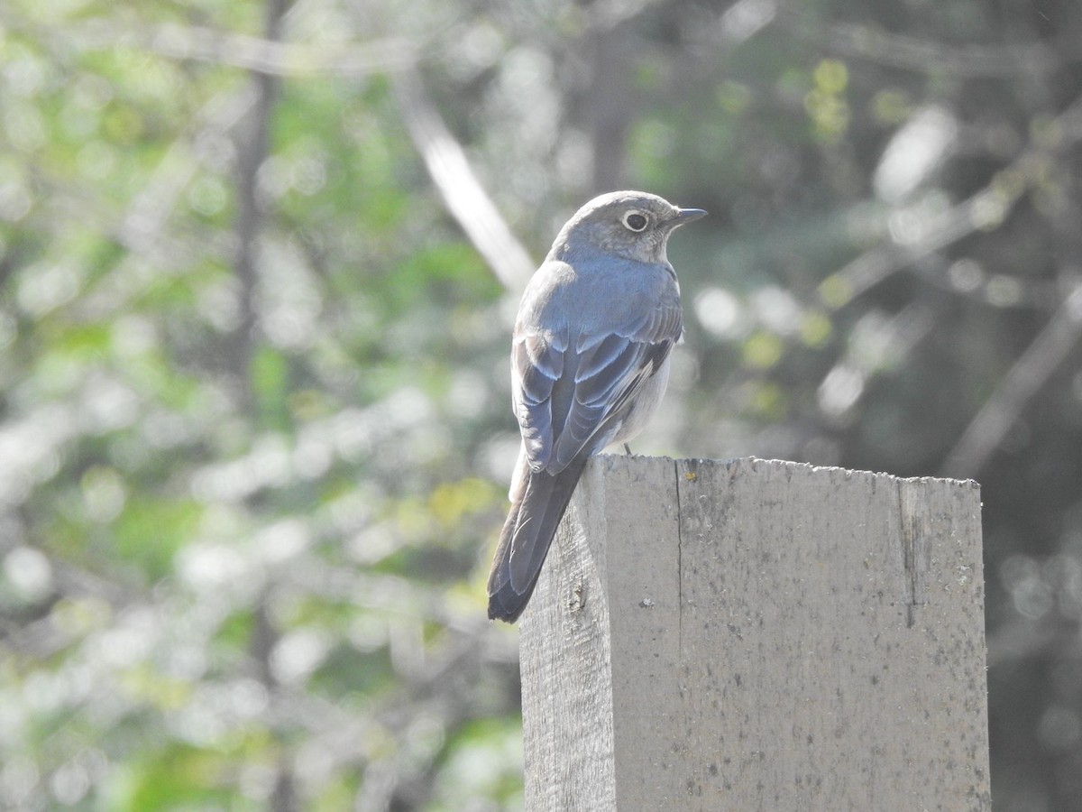 Townsend's Solitaire - ML617538940