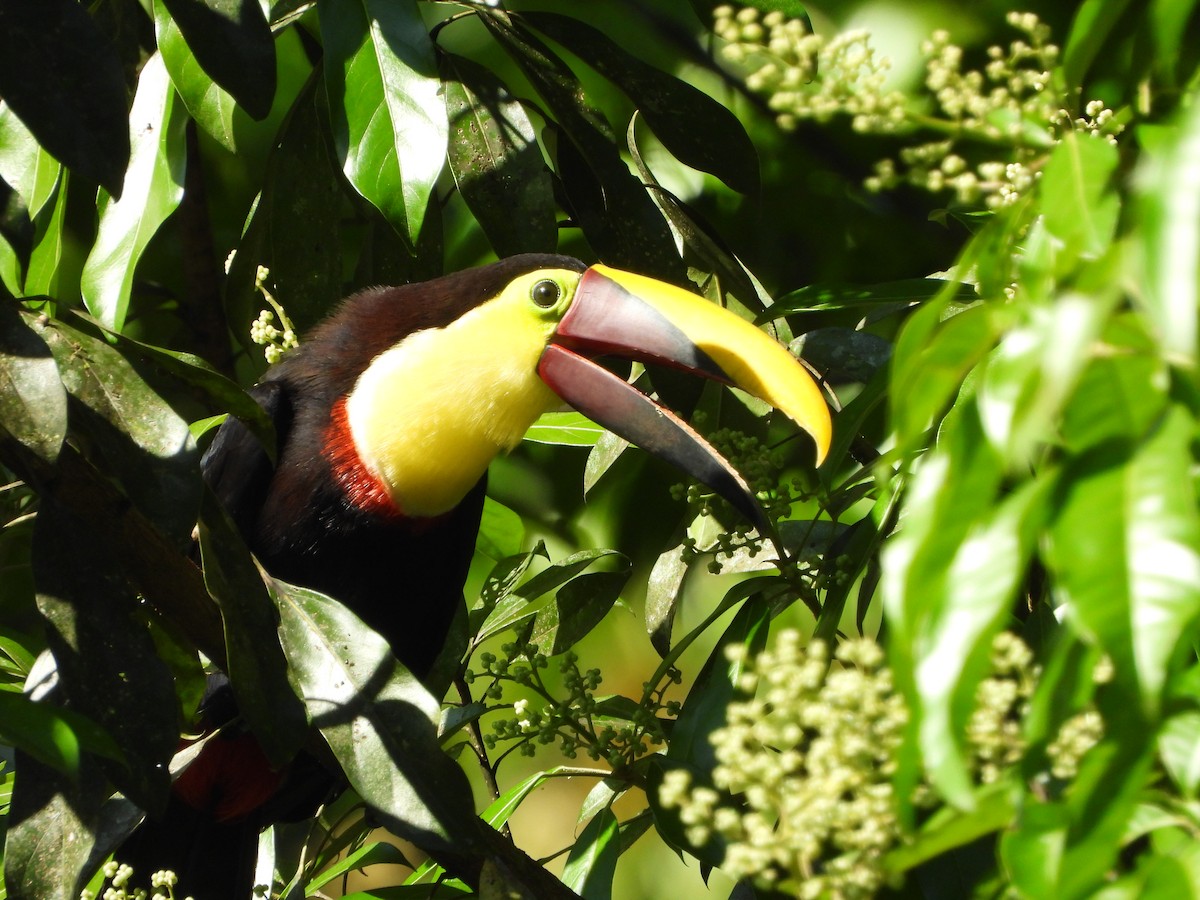 Yellow-throated Toucan - ML617538942