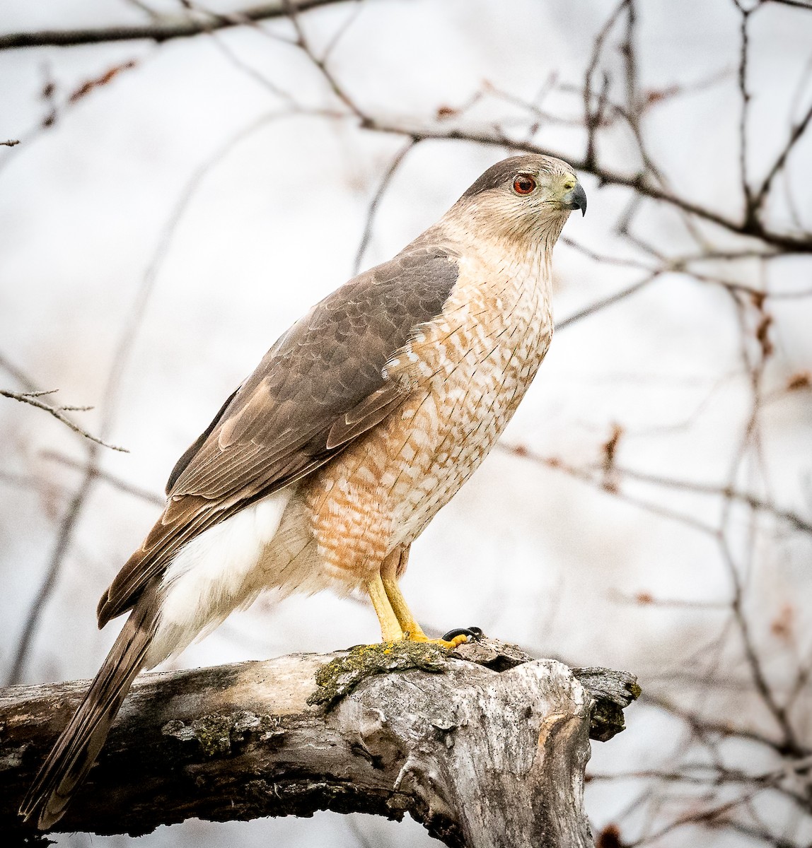 Cooper's Hawk - Claude Garand