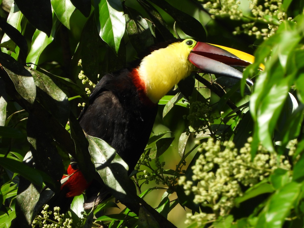 Yellow-throated Toucan - ML617538956