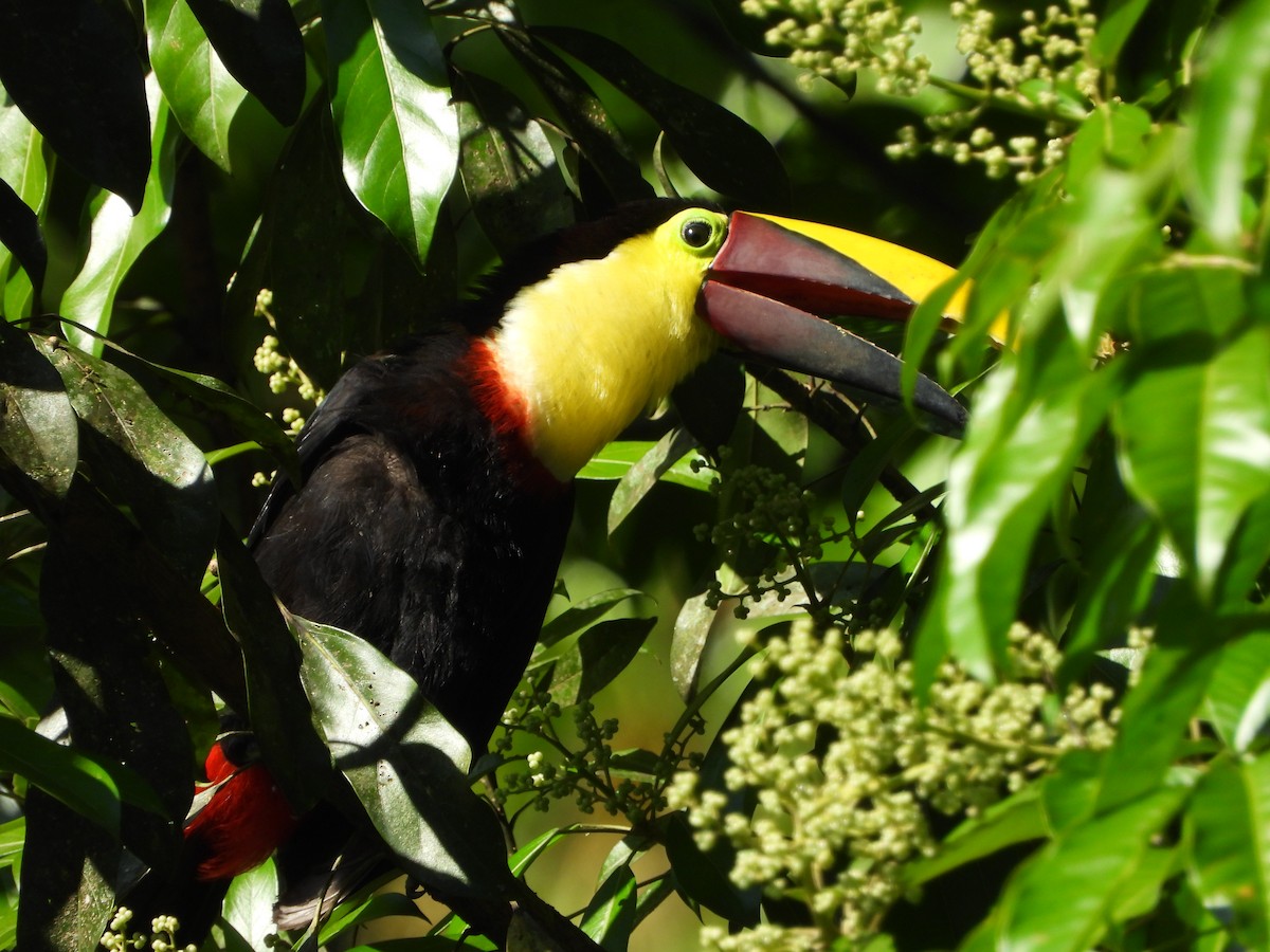 Yellow-throated Toucan - ML617538957