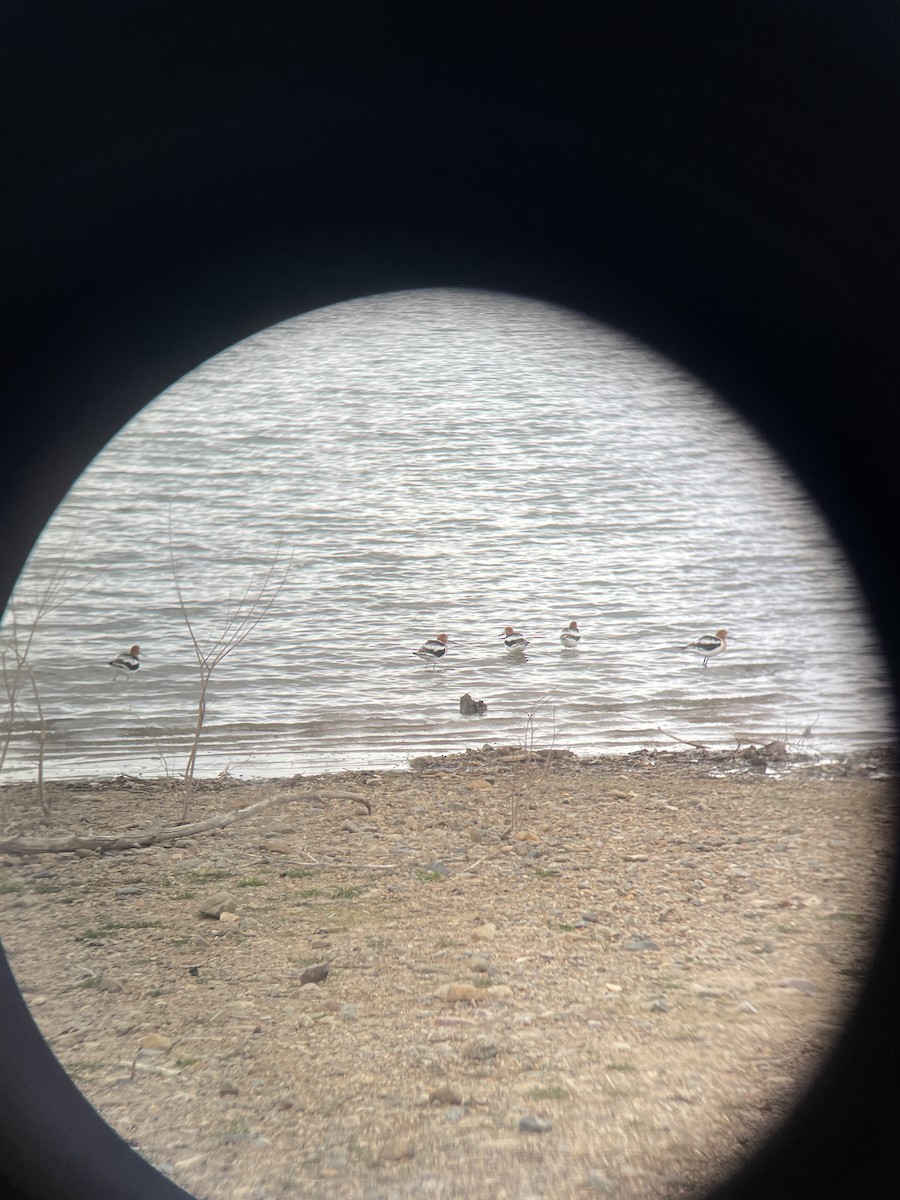 Avoceta Americana - ML617538973