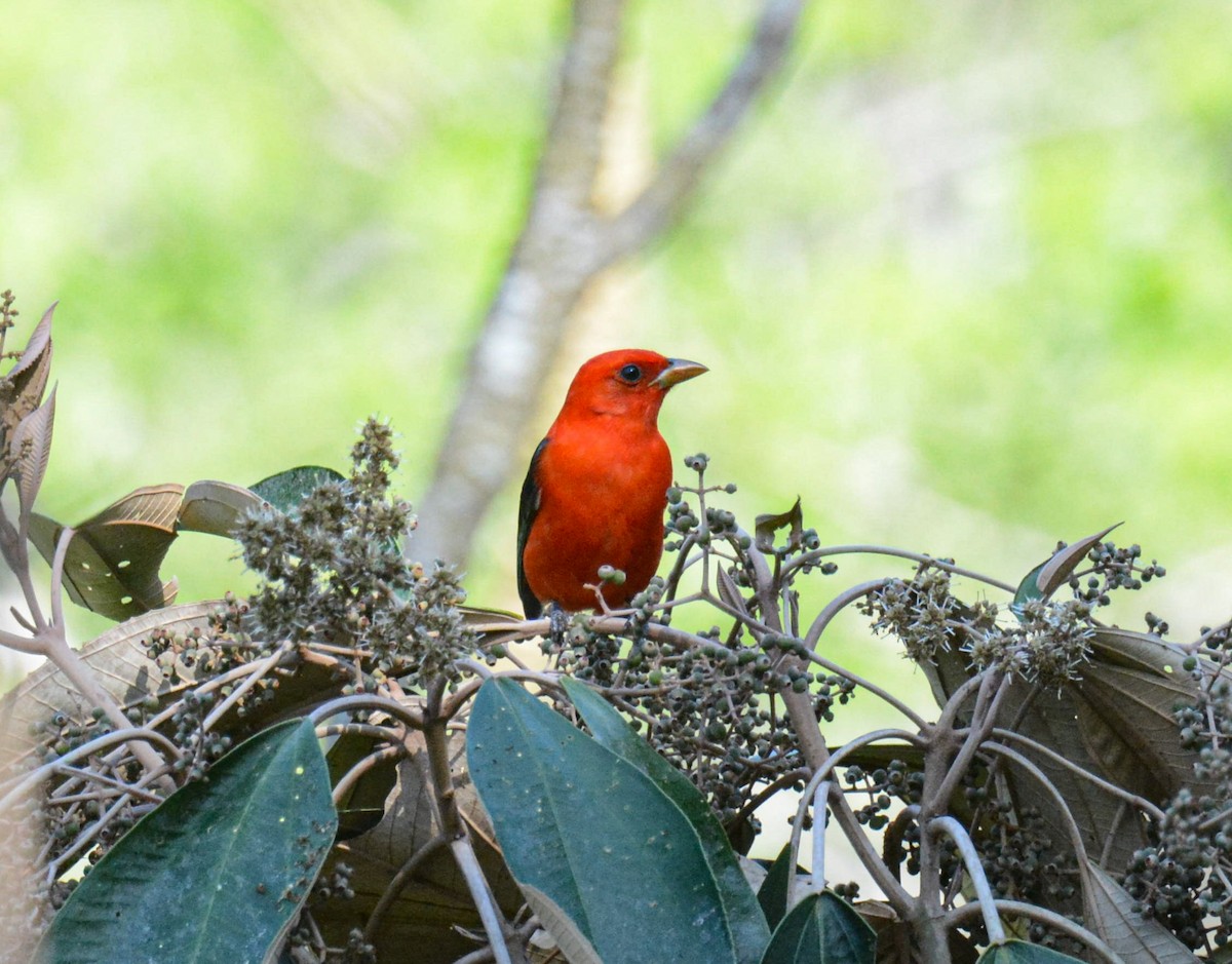 Scarlet Tanager - ML617538977