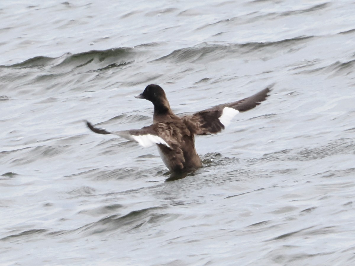 White-winged Scoter - ML617539006