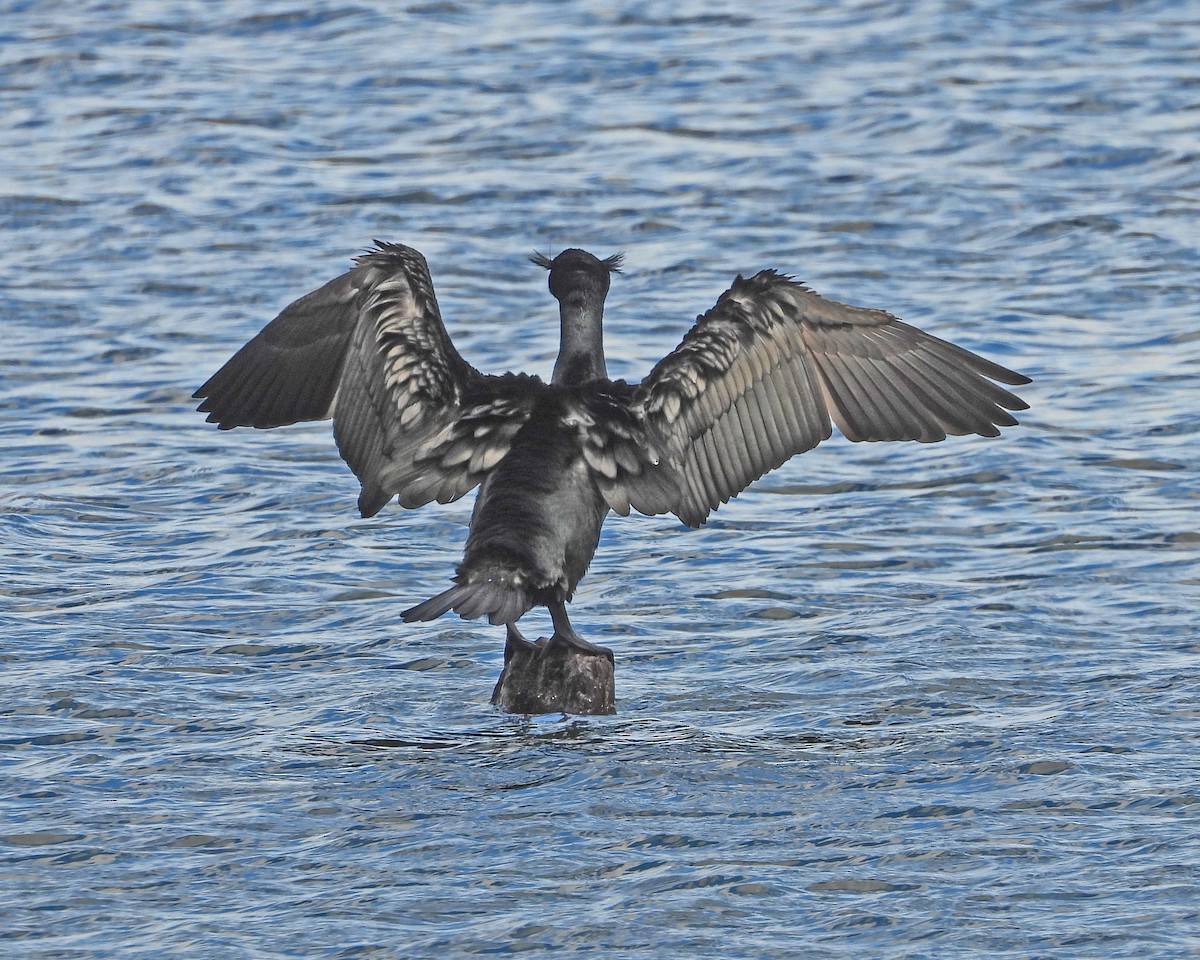 Double-crested Cormorant - ML617539039