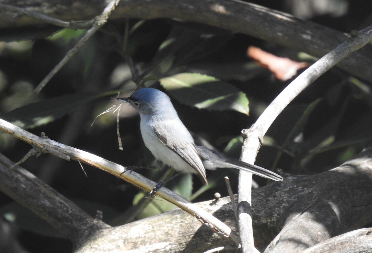 Blue-gray Gnatcatcher - Chris Dean