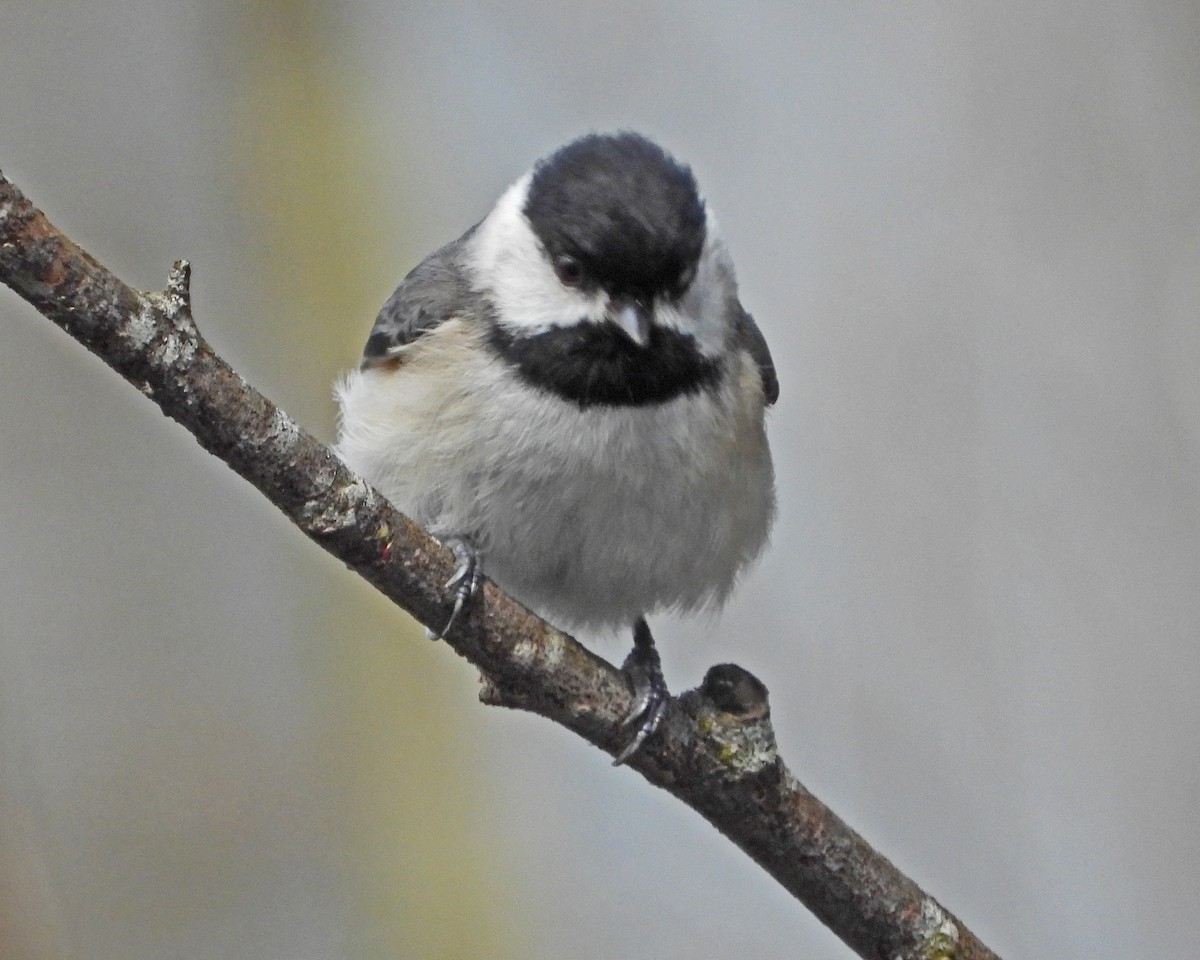 Carolina Chickadee - ML617539070