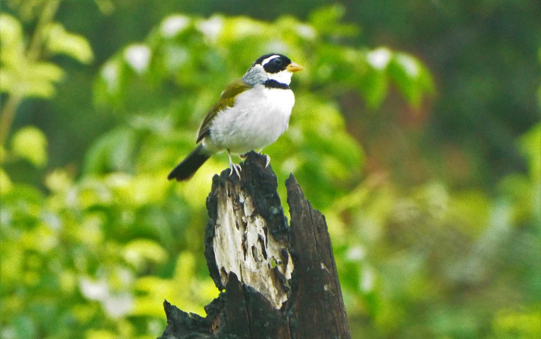 Saffron-billed Sparrow - ML617539072