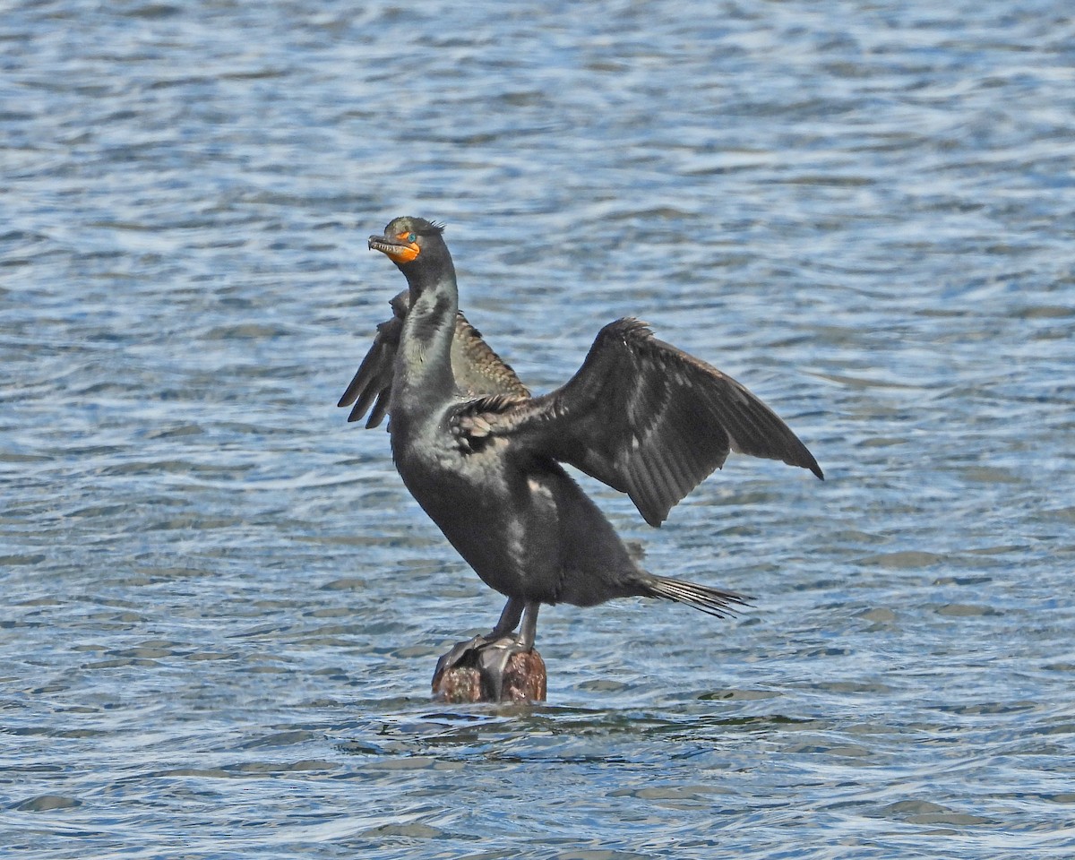 Double-crested Cormorant - ML617539078