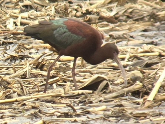 White-faced Ibis - ML617539090