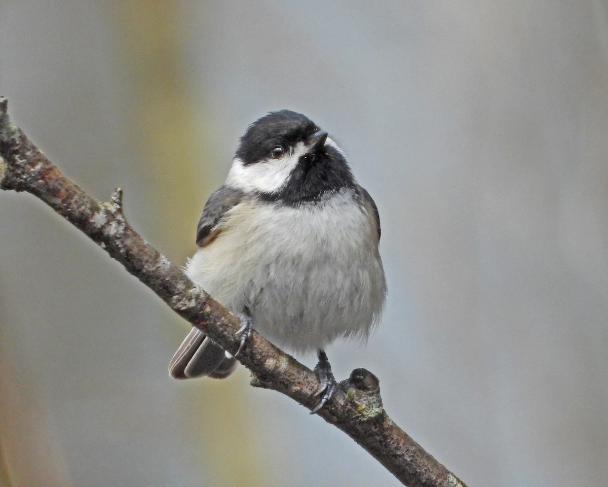 Carolina Chickadee - ML617539094