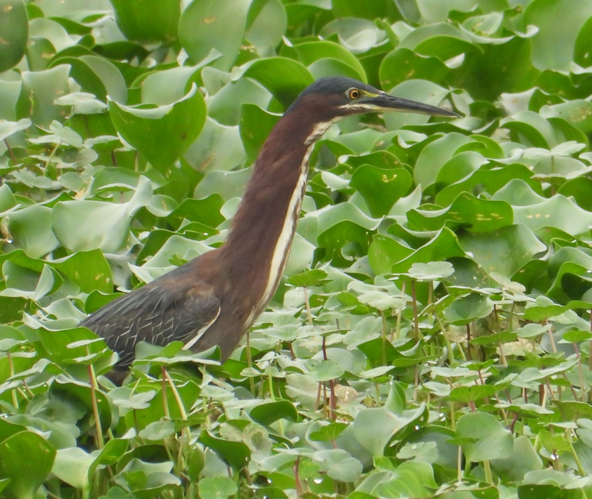 Green Heron - ML617539134