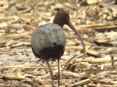 Ibis à face blanche - ML617539135