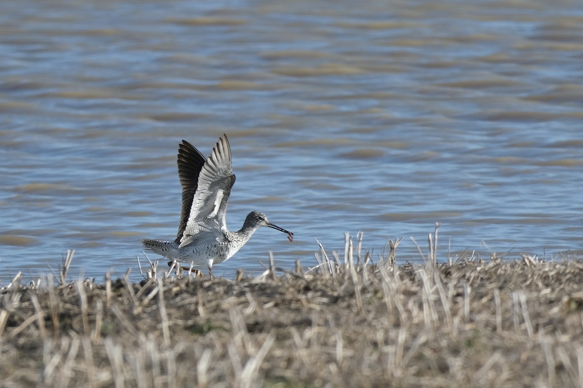 Greater Yellowlegs - Sandy Vandervalk