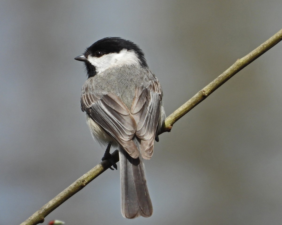 Carolina Chickadee - ML617539158