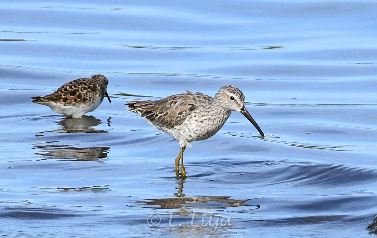 Stilt Sandpiper - ML617539235