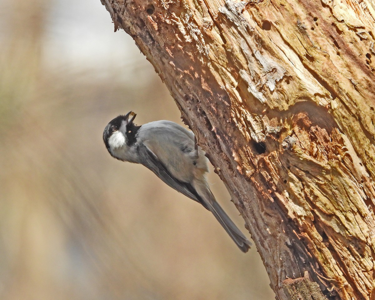 Carolina Chickadee - ML617539249