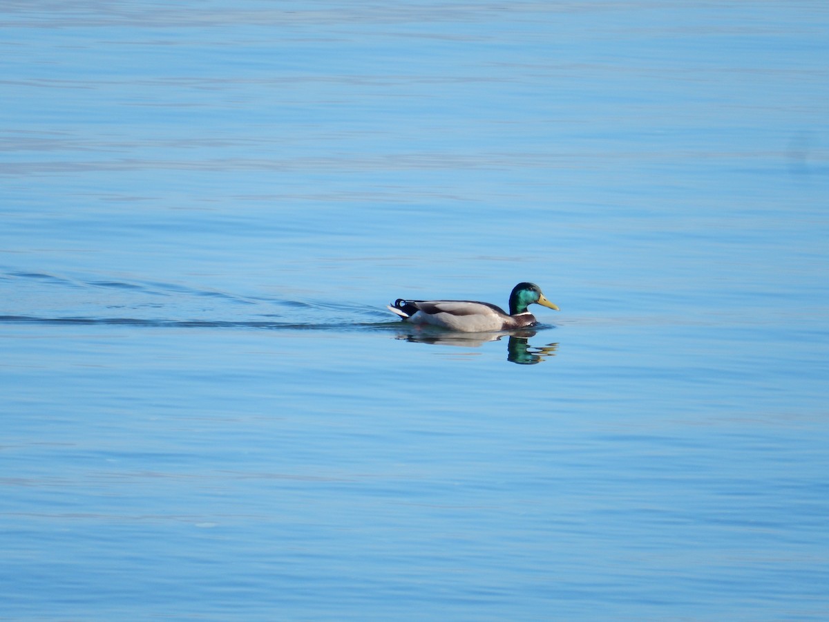 Canard colvert - ML617539272