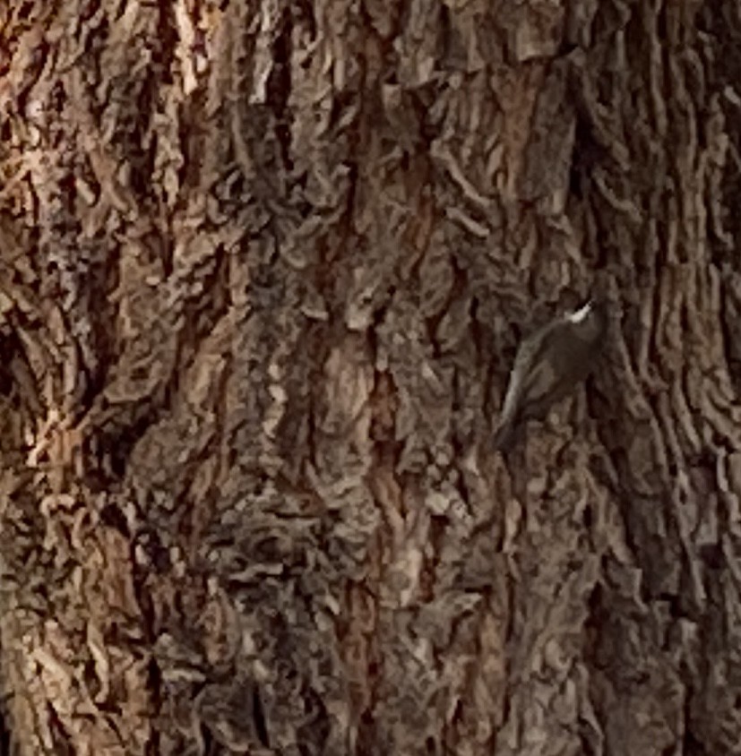 White-throated Treecreeper - ML617539282