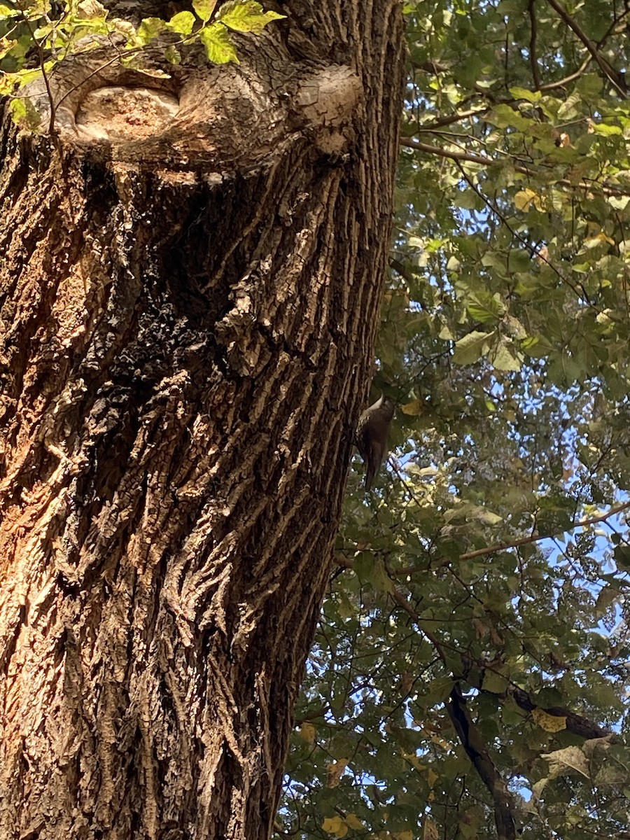 White-throated Treecreeper - ML617539283