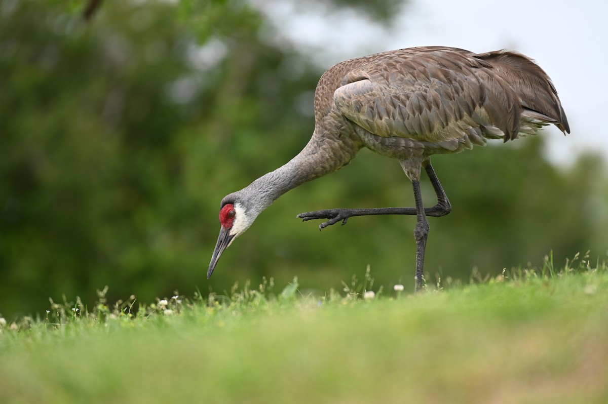 Sandhill Crane - ML617539304