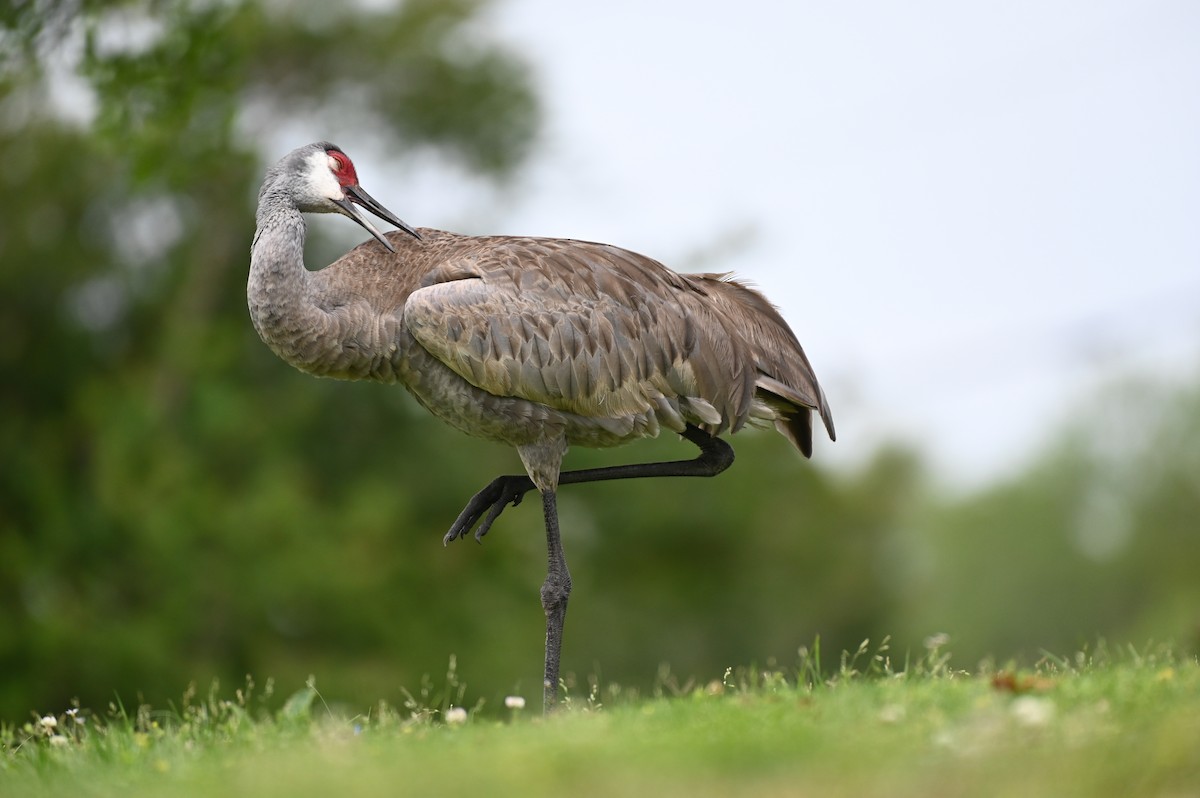 Sandhill Crane - ML617539305