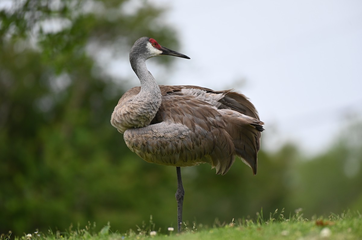 Sandhill Crane - ML617539306