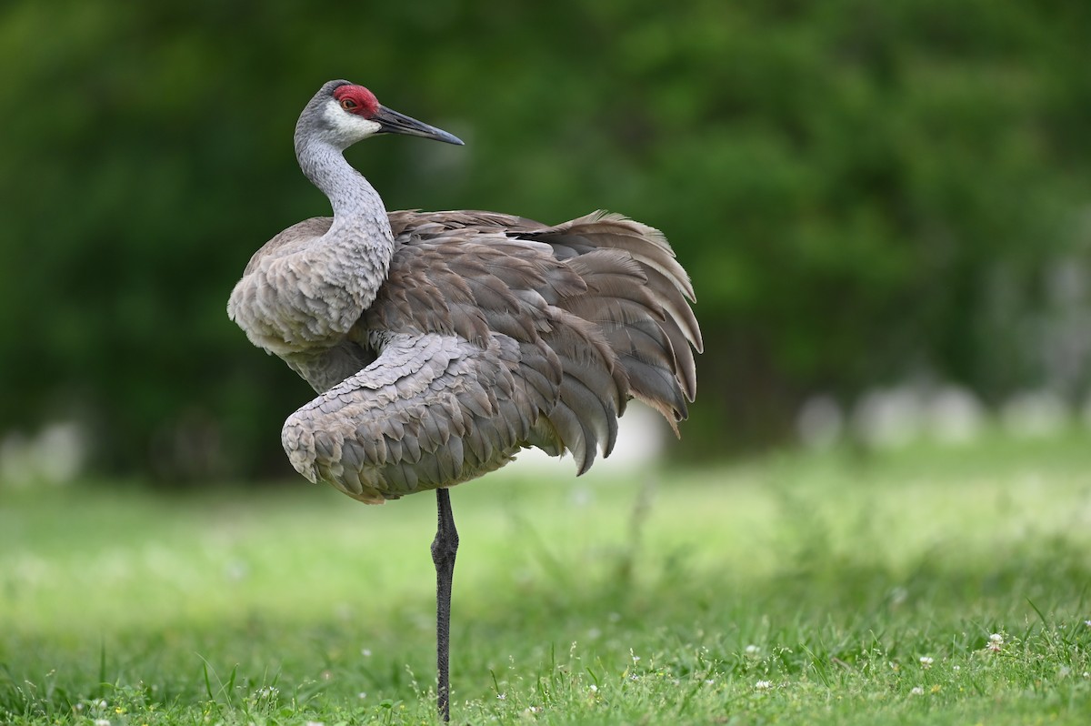 Sandhill Crane - ML617539308