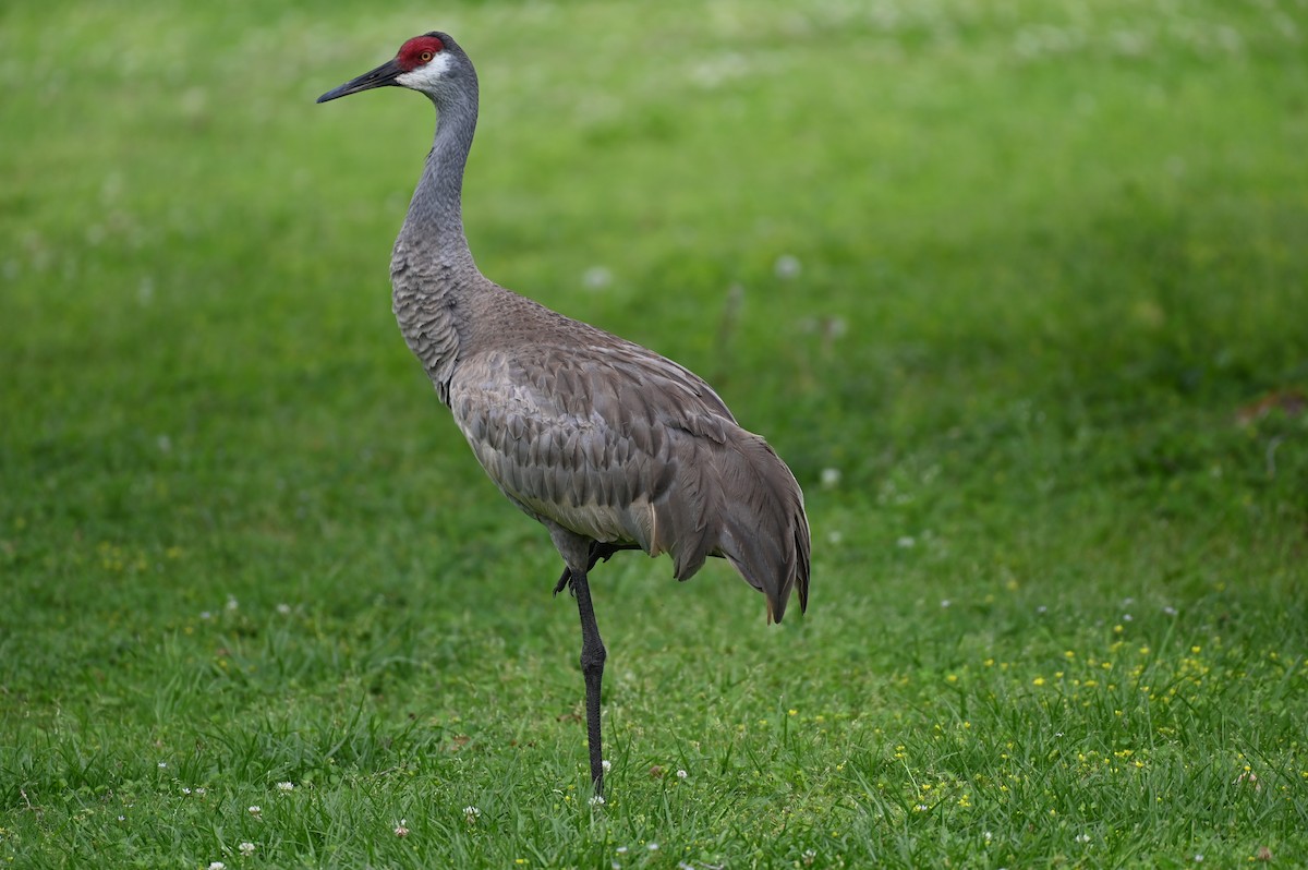 Sandhill Crane - ML617539309