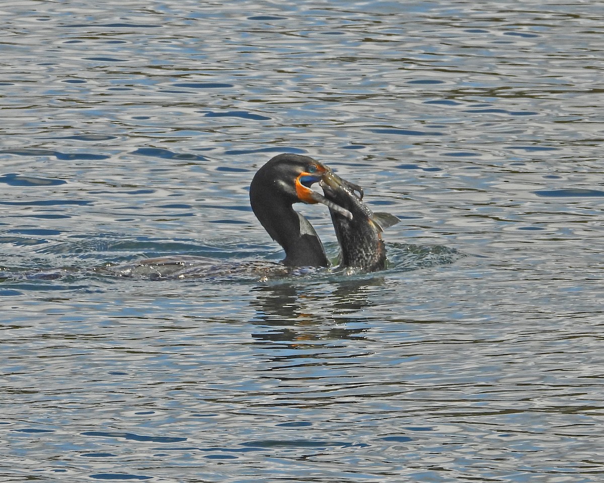 Double-crested Cormorant - ML617539355