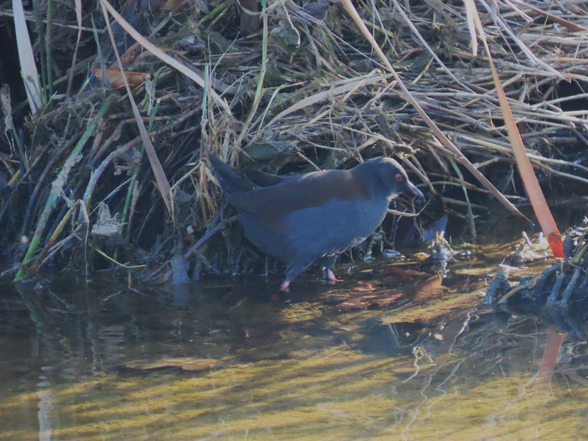 Südsee-Sumpfhuhn - ML617539379