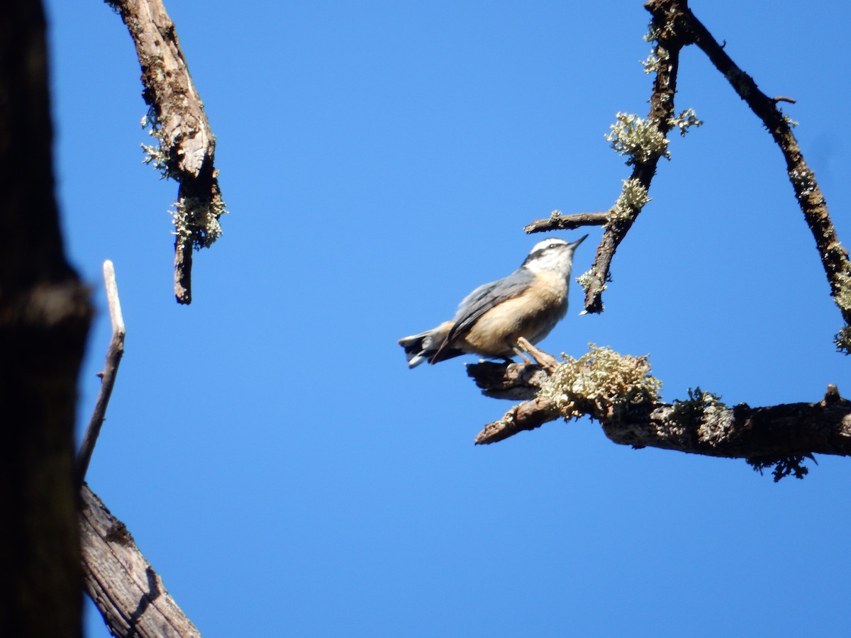 Red-breasted Nuthatch - ML617539381