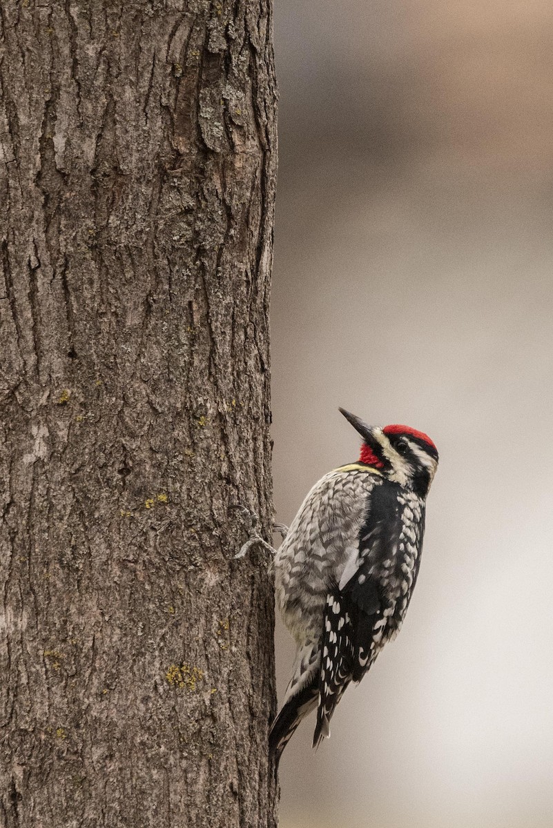 Yellow-bellied Sapsucker - ML617539386