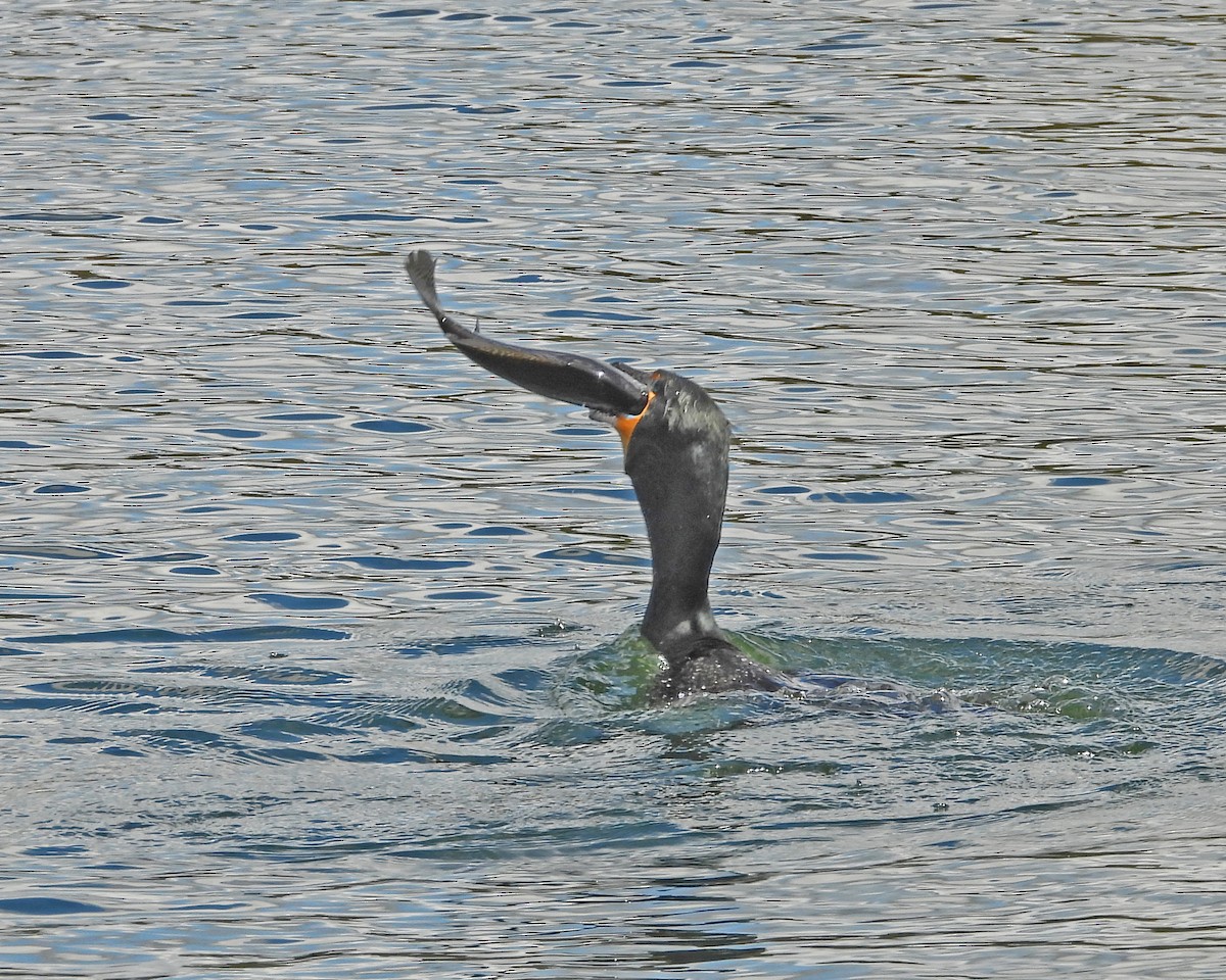 Double-crested Cormorant - ML617539387