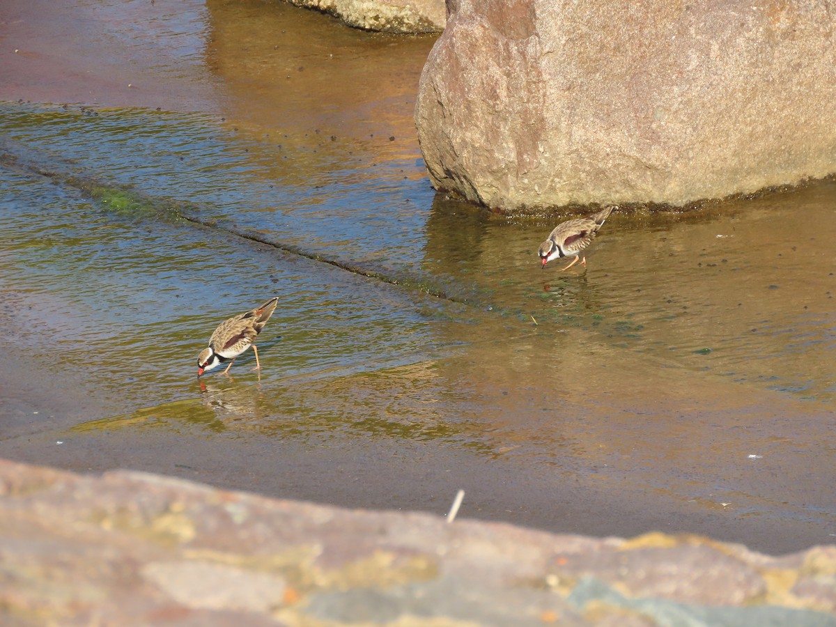 Black-fronted Dotterel - ML617539390