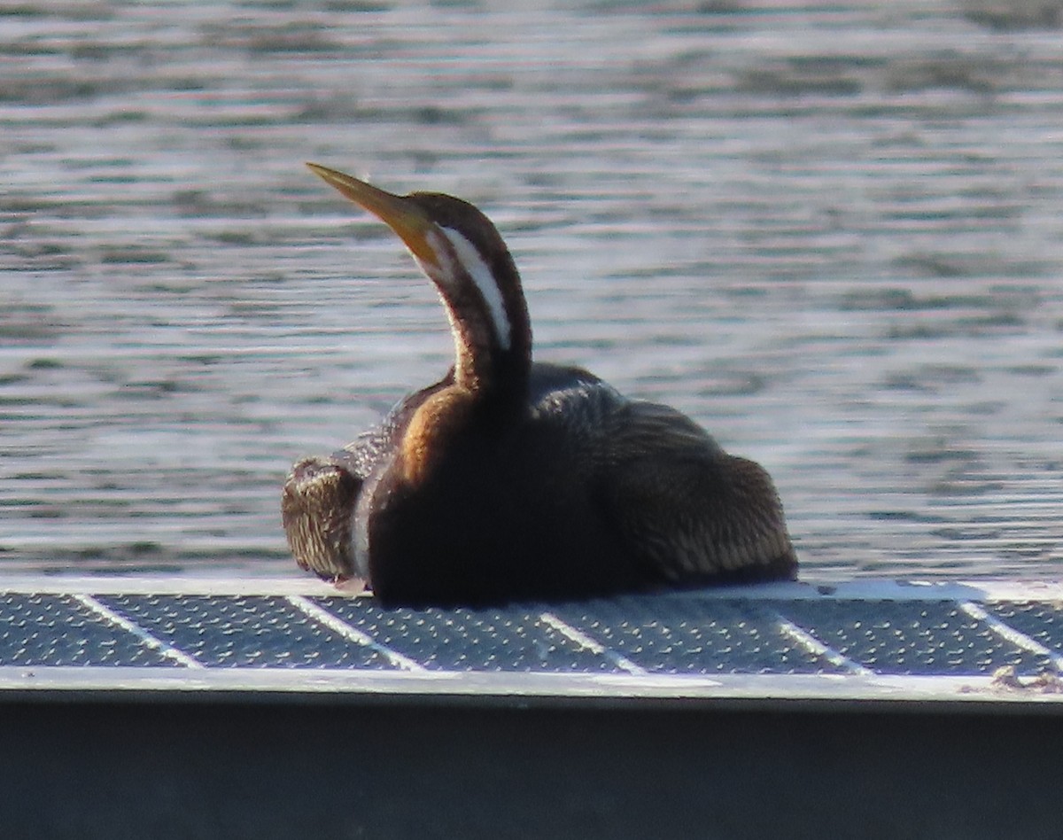 Australasian Darter - Sandra Henderson