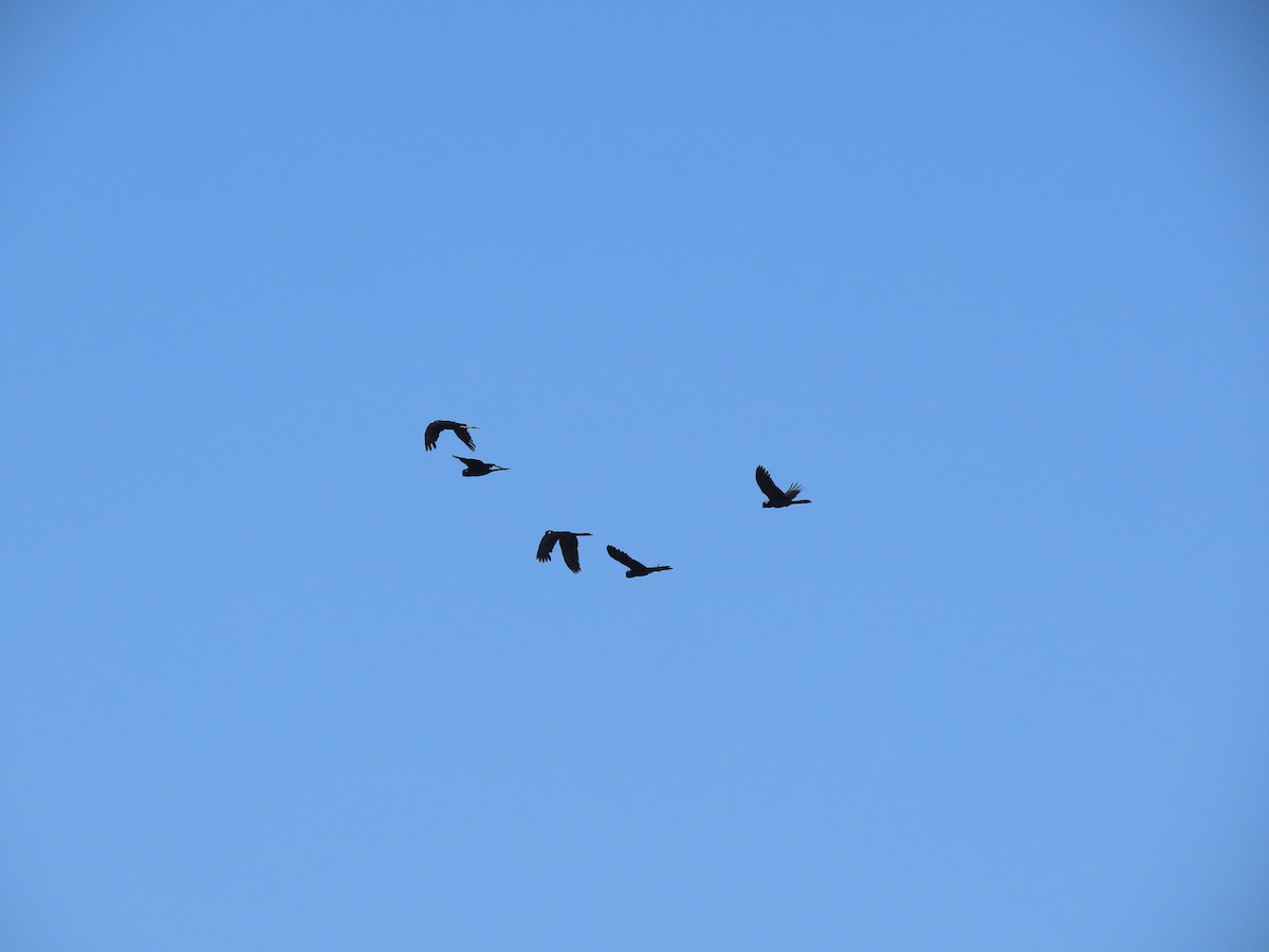 Yellow-tailed Black-Cockatoo - ML617539460