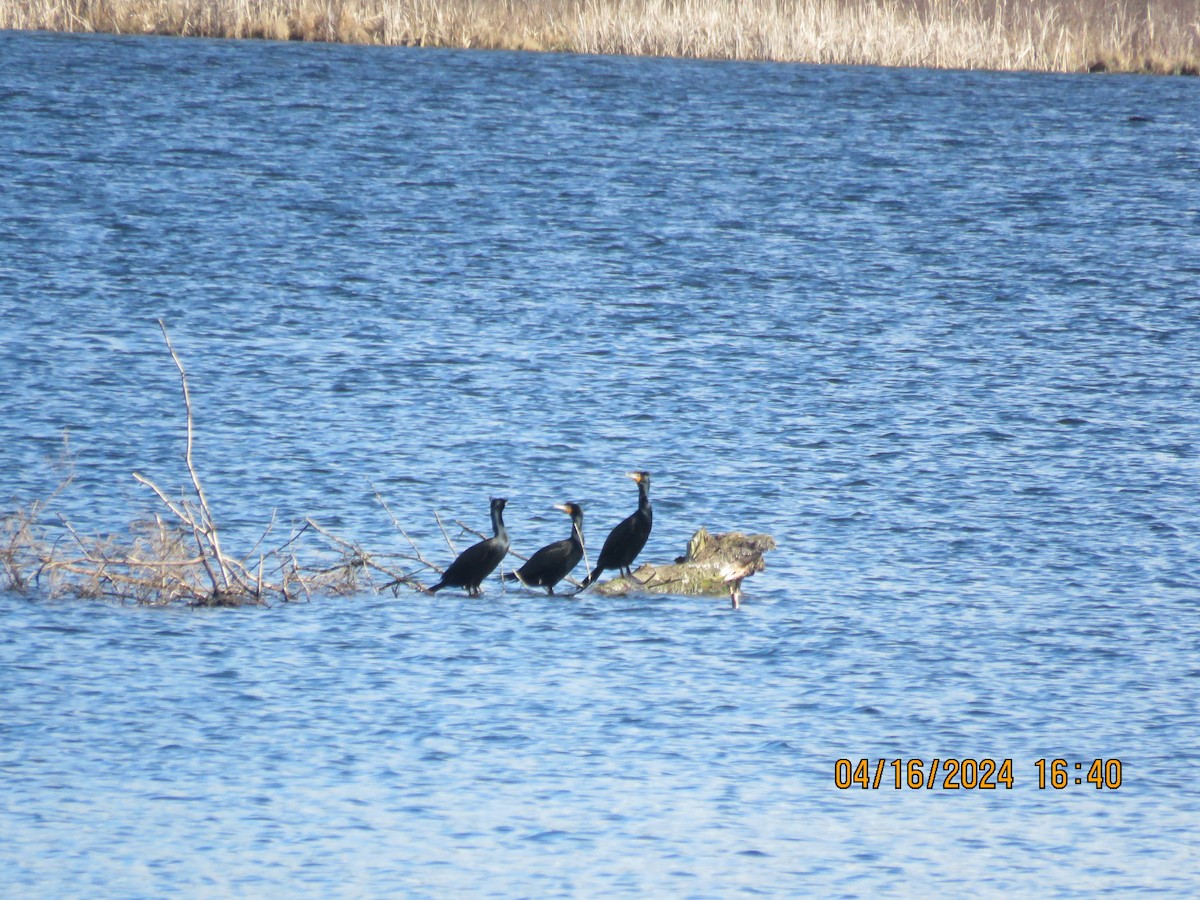 Double-crested Cormorant - ML617539467