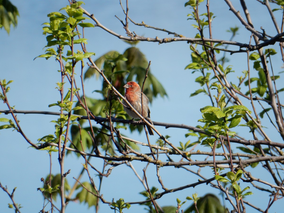 House Finch - ML617539470