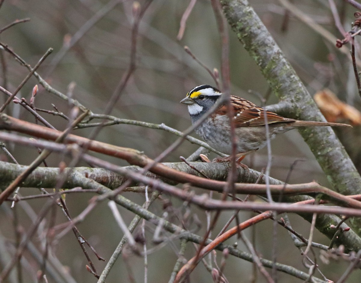 White-throated Sparrow - ML617539509